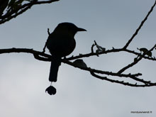 Motmot - Costa Rica